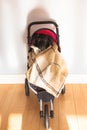 Labrador puppy sitting in a baby toy stroller Royalty Free Stock Photo