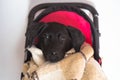 Labrador puppy sitting in a baby toy stroller Royalty Free Stock Photo