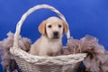 Labrador puppy sitting in basket