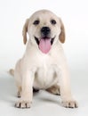 Labrador Puppy sitting and facing, isolated on white