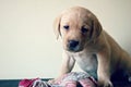 Labrador puppy sitting with squeeze toy Royalty Free Stock Photo