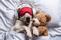 Labrador puppy in sleep mask and headphones snuggles teddy bear on bed
