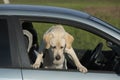 Labrador puppy standing on two legs and sticking head out car window Royalty Free Stock Photo