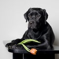 Labrador puppy with tulip flower