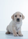 Labrador puppy