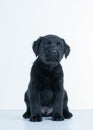 Labrador puppy