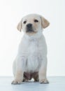 Labrador puppy