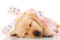Labrador puppy wrapped in a pink ribbon