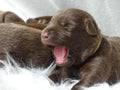 Labrador puppy yawn Royalty Free Stock Photo