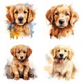 Labrador. Realistic watercolor dog illustration. Funny doggy drawing template.