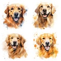 Labrador. Realistic watercolor dog illustration. Funny doggy drawing template.