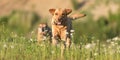 Labrador Redriver dog and Bulldog. Dog is running over a blooming beautiful colorful meadow