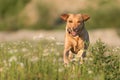 Labrador Redriver dog. Dog is running over a blooming beautiful colorful meadow