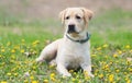 Labrador retiever dog resting in the park Royalty Free Stock Photo