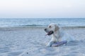 Labrador Retreiver on the beach