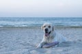 Labrador Retreiver on the beach