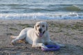 Labrador Retreiver on the beach