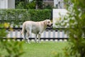 labrador retreiver dog at home fence