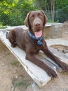 Labrador Retreiver, Stella