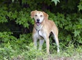 Labrador Retreiver Vizsla Hound mixed breed dog Royalty Free Stock Photo