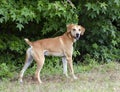 Labrador Retreiver Vizsla Hound mixed breed dog Royalty Free Stock Photo