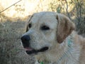 Labrador Retrevier looking for something Royalty Free Stock Photo