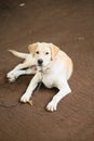 Labrador Retrieve