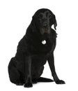 Labrador Retriever, 12 years old, sitting Royalty Free Stock Photo