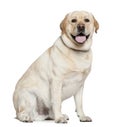 Labrador Retriever, 2 and a half years old Royalty Free Stock Photo