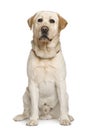 Labrador Retriever, 2 and a half years old Royalty Free Stock Photo