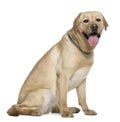 Labrador retriever, 2 years old, sitting Royalty Free Stock Photo