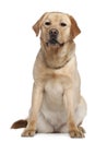 Labrador retriever, 2 years old, sitting Royalty Free Stock Photo