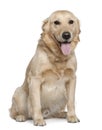 Labrador retriever, 4 years old, sitting Royalty Free Stock Photo