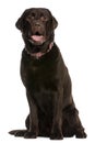 Labrador Retriever, 4 years old, sitting Royalty Free Stock Photo