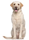 Labrador Retriever, 4 years old, sitting Royalty Free Stock Photo