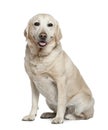 Labrador retriever, 5 years old, sitting Royalty Free Stock Photo