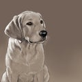 Labrador Retriever