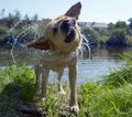 Labrador retriever