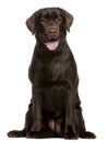 Labrador Retriever, 7 months old, sitting