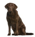 Labrador Retriever, 8 years old, sitting Royalty Free Stock Photo