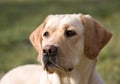 Labrador retriever Royalty Free Stock Photo