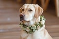 Labrador Retriever Adorned with a Floral Collar Posing Indoors Royalty Free Stock Photo