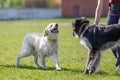 Labrador retriever barking with mixed breed dog Royalty Free Stock Photo
