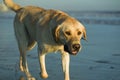 Labrador Retriever at the Beach