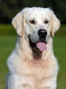 Labrador retriever. best of breed