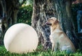 Labrador retriever with big white ball in garden