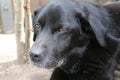 Labrador Retriever. Black dog face, eyes, nose, ears. Macro photo. Daylight. Royalty Free Stock Photo