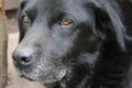 Labrador Retriever. Black dog face, eyes, nose, ears. Macro photo. Loyal. Royalty Free Stock Photo