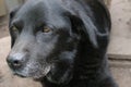 Labrador Retriever. Black dog face, eyes, nose, ears. Macro photo. Pure bred. Royalty Free Stock Photo