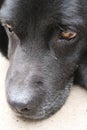 Labrador Retriever. Black dog face, eyes, nose. Macro photography. Royalty Free Stock Photo